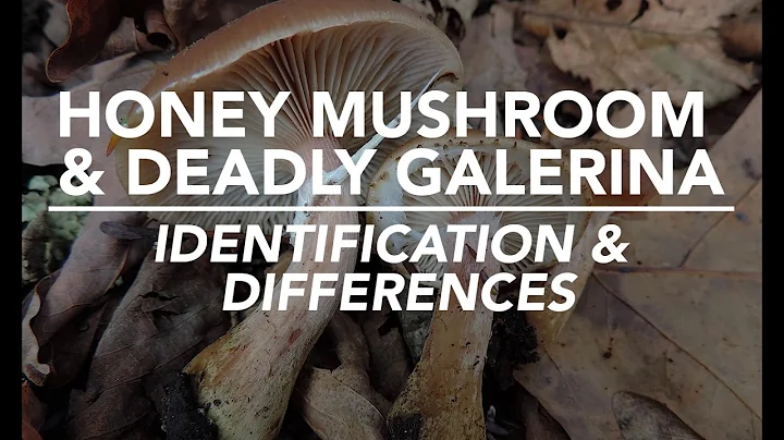 Honey Mushroom & Deadly Galerina - Identification ...