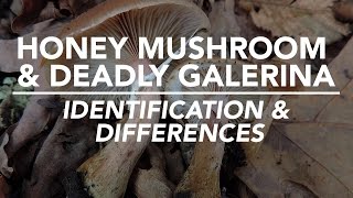 Honey Mushroom & Deadly Galerina - Identification and Differences with Adam Haritan