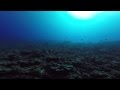 Plonge  scuba diving moorea  scubapiti  tahiti 