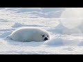 キラキラの逆光の中、太ったアザラシの赤ちゃんが、特に何もしていないです。