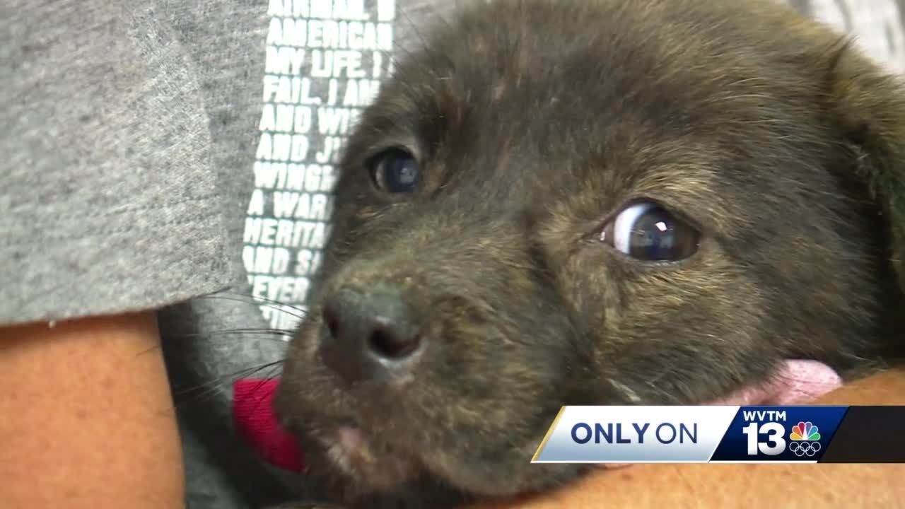 Puppy thrown from car in Calera now recovering from surgery with Loveless Dog Rescue YouTube