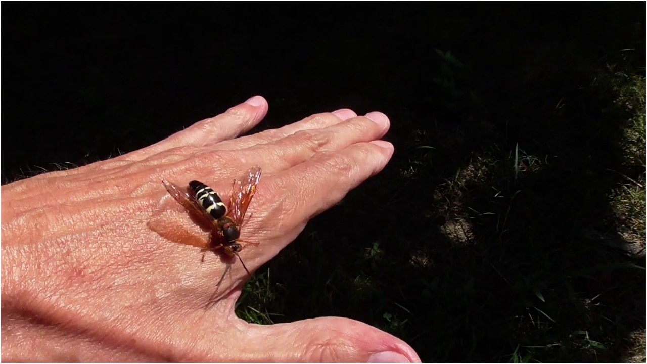Free-handling A Cicada Killer Wasp - YouTube