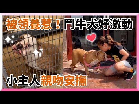 英國鬥牛犬聽到被領養眼神發亮 小主人蹲下暖親吻｜寵物｜狗｜收編