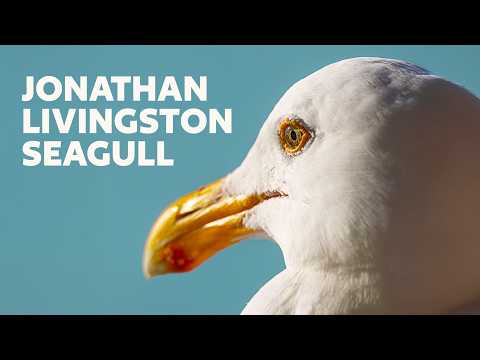 Jonathan Livingston Seagull