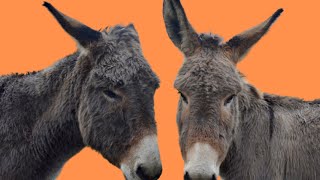 Jegue Ou Jumento Relinchando Som E Imagem