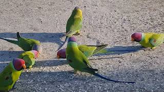 Parrots Feeding (Birds Lover)