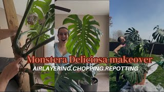 Airlayering, chopping, and repotting my EXTRA large Monstera Deliciosa!