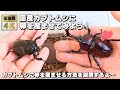 カブトムシに卵を産ませてみよう！日本のカブトムシに卵を産ませる方法を分かりやすく教えるよ～