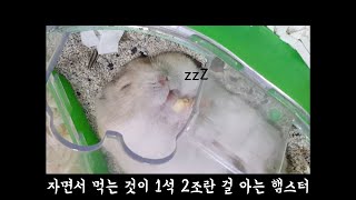 자면서 먹는 것이 1석2조란 걸 아는 햄스터 콩이 by SIMI TV 25,115 views 1 year ago 3 minutes, 25 seconds