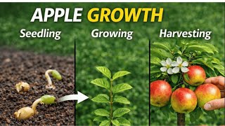'Apple Tree Seed to 3FT Sapling TIMELAPSE 171 Days π³ Winter 2026 'Apple Tree Seed to 3FT Sapling TIMELAPSE 171 Days π³ Winter 2026