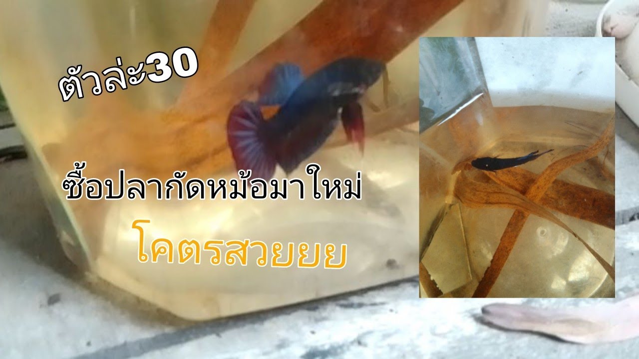 ซื้อปลากัดหม้อตัวใหม่จากตลาดตัวล่ะ30บาท โคตรสวยคุ้มมากก