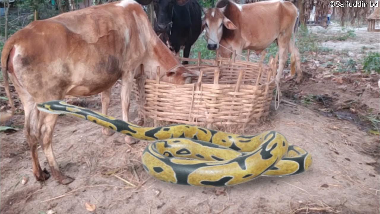 Snake Cow YouTube