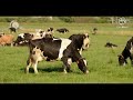 Pastoreo de Vacas en el potrero de Rancho Forraje Seco, Rotacion de potreros