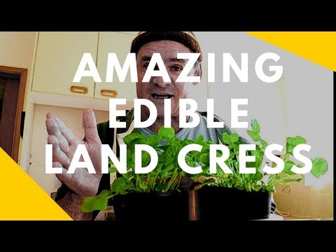 Video: Penanaman Cress Tanah - Apakah Itu Cress Upland Dan Cara Menanamnya