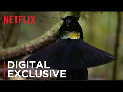 The Dancing Bird of Paradise Scene from Our Planet | Netflix