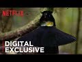 The dancing bird of paradise scene from our planet  netflix