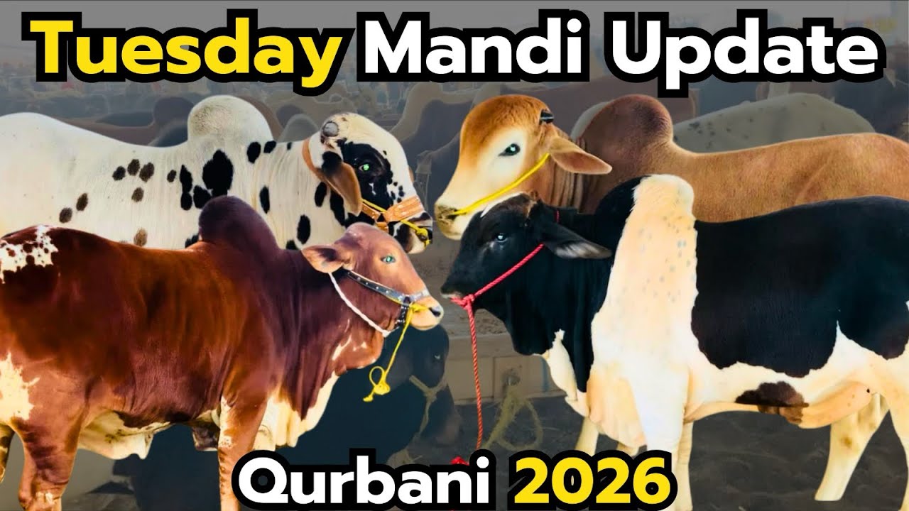 📌 Title:Tuesday Mandi Update 🐄 | Cow Ke Aaj Ke Latest Rates
