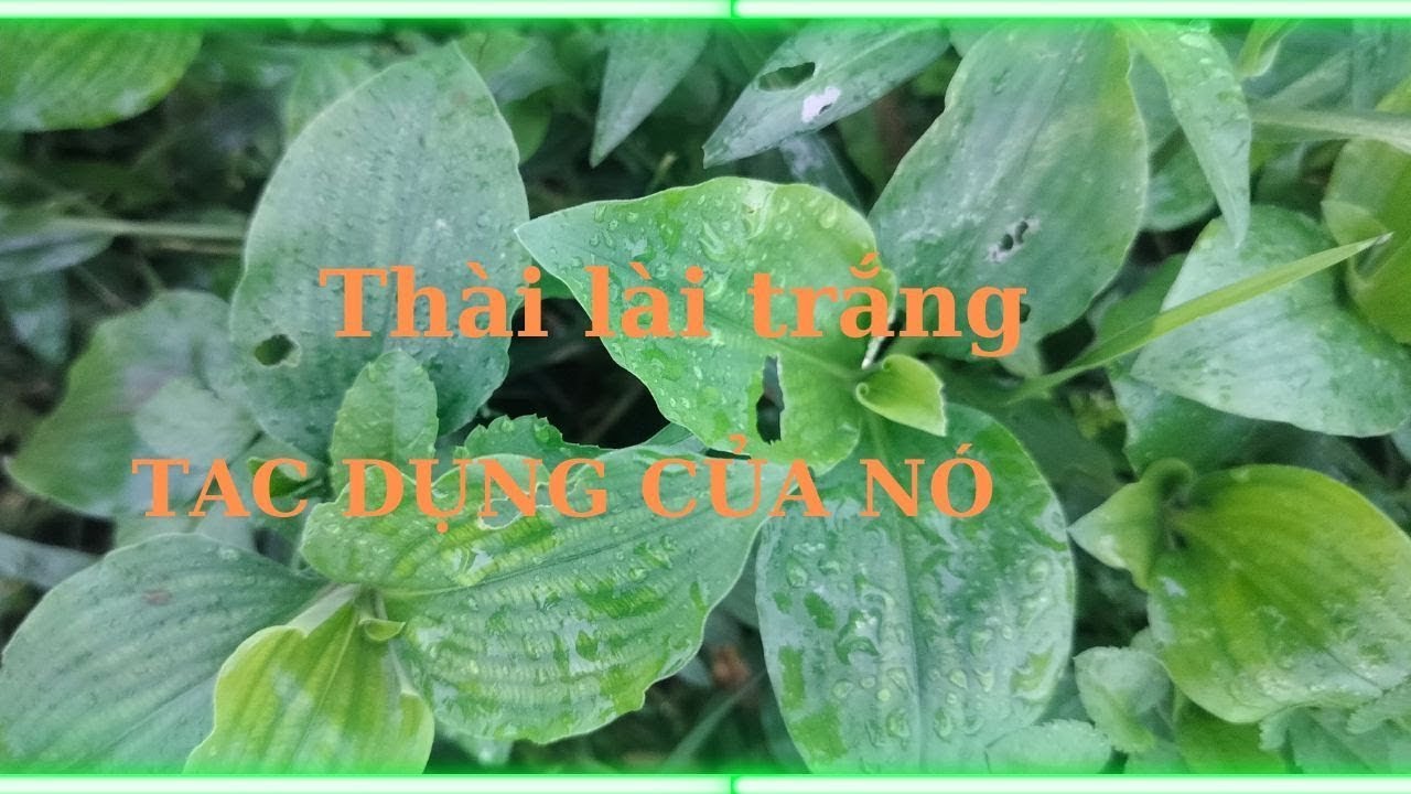 Lợi Ích Bất Ngờ rau trai - Thài Lài Trắng Cho Sức Khỏe - YouTube