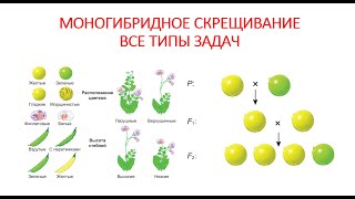 МОНОГИБРИДНОЕ СКРЕЩИВАНИЕ. ВСЕ ТИПЫ ЗАДАЧ.