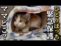 【新入り】3日間ひとりぼっちで必死に鳴き続けた子猫を緊急保護しました