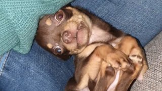 Pup is having fun 😃