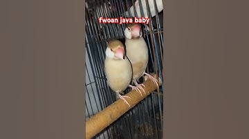 Fawn Java Birds Breeding || fawn java baby #javapakhi #fawnjava  #birds