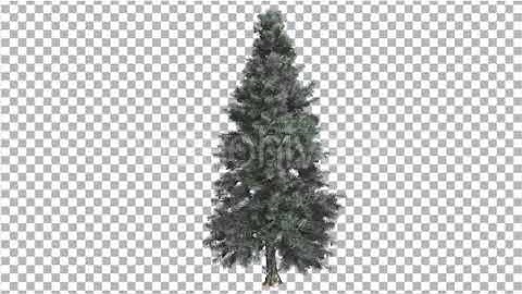 Blue Spruce Thin Tree in Winter or Summer | Motion Graphics - Envato elements