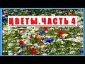 Энциклопедия цветов.  Красивые цветы.Часть 4. Encyclopedia of flowers. Beautiful flowers, part 4