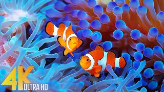 Aquarium 4K VIDEO (ULTRA HD) - Beautiful Coral Reef Fish - Sleep Relaxing Meditation Music