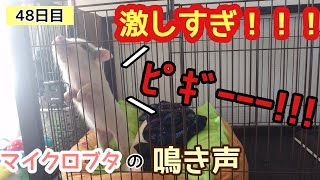 【お迎え48日目】マイクロブタの鳴き声 しゅ～まいの朝は鳴き声から始まる 【Pigs squeal so loud】#micropig #豚 #pig noises