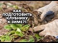 Как подготовить клубнику к зиме?!.