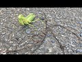 路上に出てきたカマキリのハリガネムシ寄生率チェックしてみた結果...