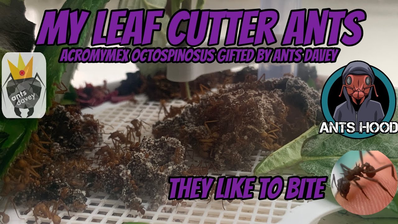 Update on my Leaf Cutters and they like to bite! thanks to Ant Davey for gifting me them!