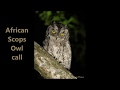 African Scops Owl call