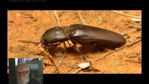 What makes a click beetle click? A look at the unique jumping mechansim of the Elateridae
