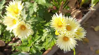 Summer vegetables n flowers, चलिए गर्मियों की तैयारियां शुरू करते हैं