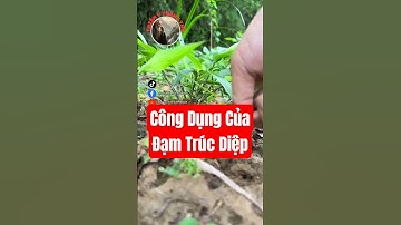 Bạn đã biết công dụng của Đạm Trúc Diệp chưa?