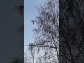 ЧТО ЗА ТРЯПКА НА БЕРЁЗЕ.?#россия