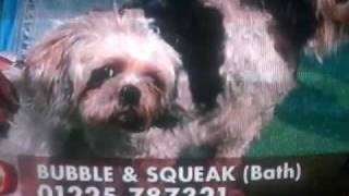 homeless dogs on paul ogrady