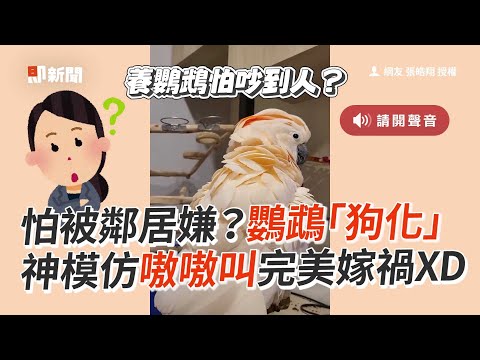 養鸚鵡被鄰居嫌吵？牠神模仿「狗叫聲」完美嫁禍🤣｜寵物動物｜寵物鳥｜搞笑