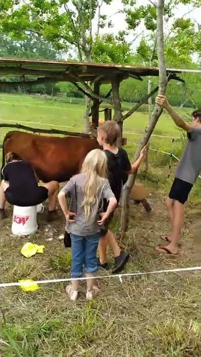Milking the Cow for the First Time #shorts