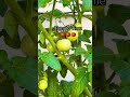 Gardening Tomato Cherrytomato Peace Dirt Realfood Hobby Outdoors Gardening Tomato Cherrytomato Peace Dirt Realfood Hobby Outdoors