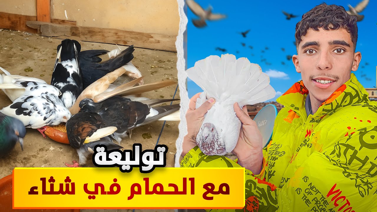 توليعة في الحمام في جو شتوي🌧️عند مربي الحمام طاكلا🕊️(تنظيف سجنة)😍