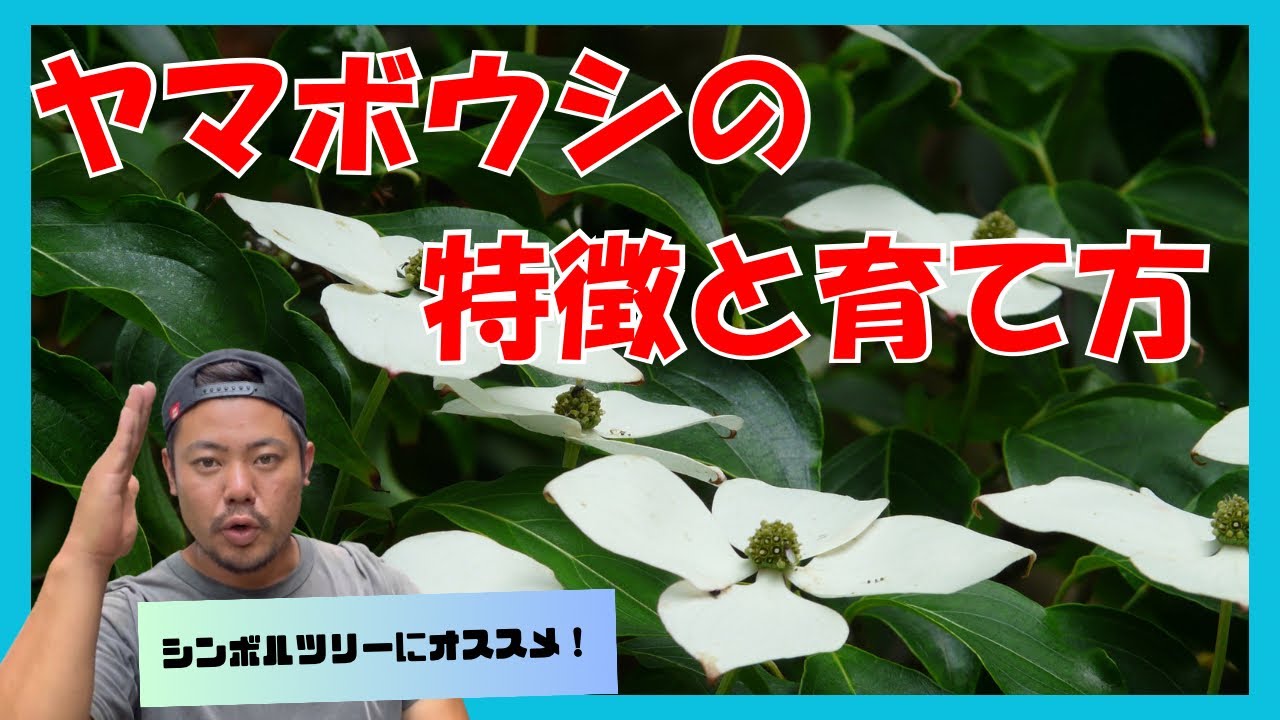 Recommended Garden Tree for a [Symbol Tree]! Let's Plant a Kousa