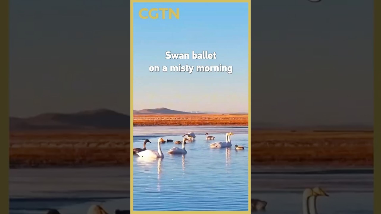 Swan ballet on a misty morning