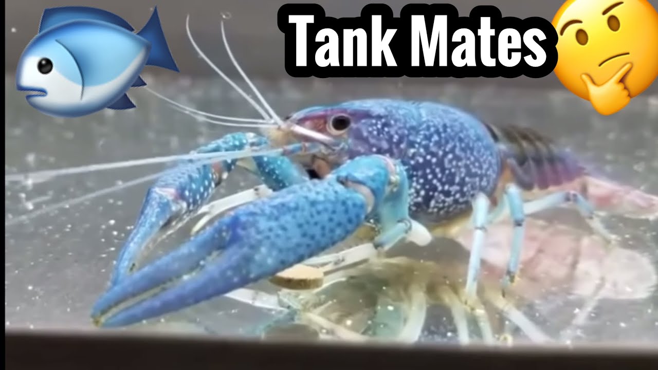 Electric Blue Crayfish Tank Mates 