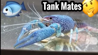 Electric Blue Crayfish Tank Mates