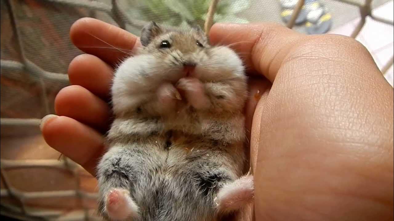 Фото хомяков в домашних условиях My hamster eating popcorn in my hand - YouTube