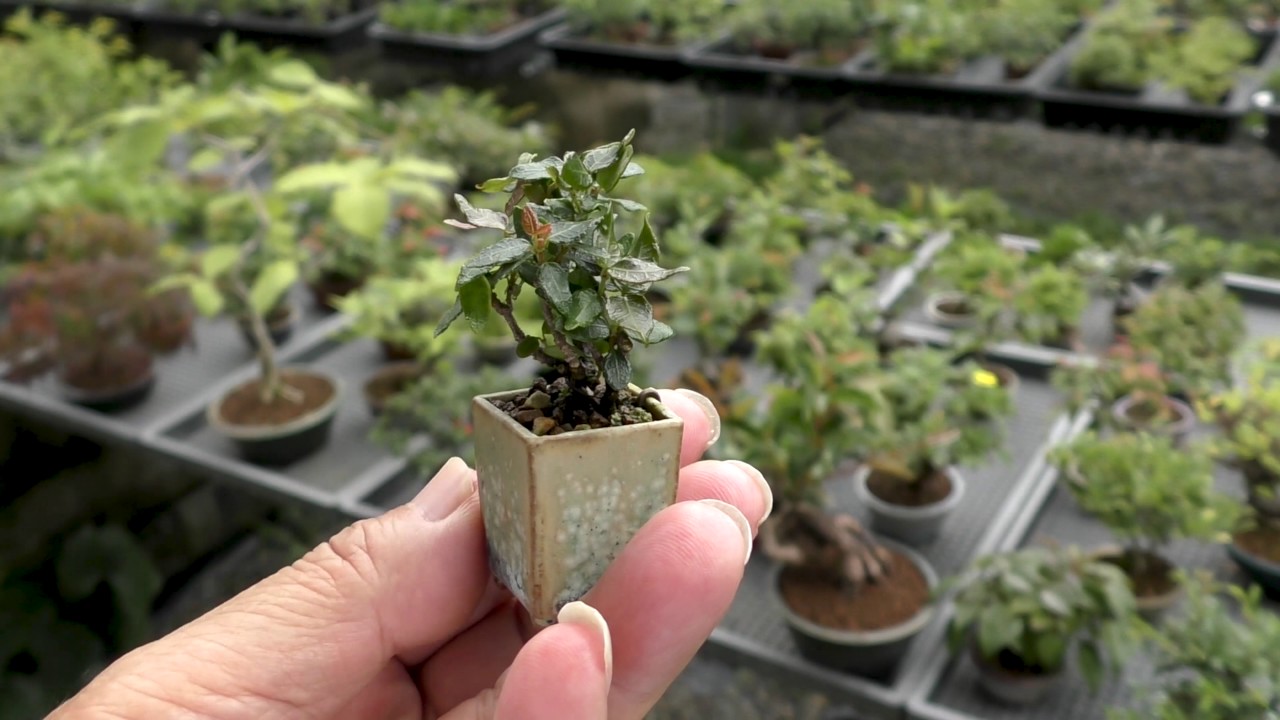 チリメンカズラ盆栽（縮緬葛盆栽）Chirimen kazura bonsai - YouTube