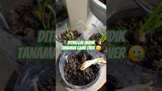 Download Lagu Ditinggal Mudik Tanaman Game Over #tanamanditinggalmudik #layu #berkebun #gardening #berkebundirumah MP3 Download Lagu Ditinggal Mudik Tanaman Game Over #tanamanditinggalmudik #layu #berkebun #gardening #berkebundirumah MP3
